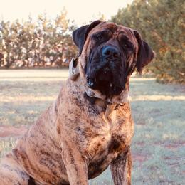 Steel - Boerboel
