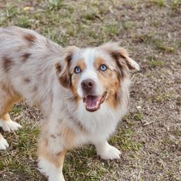 Spur - Miniature Australian Shepherd