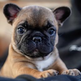 French Bulldogs from Orchard Kennels