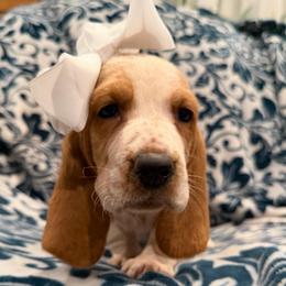 Darla - Red and white female Basset Hound puppy in Monterey, Tennessee from Southern Belles Bassets