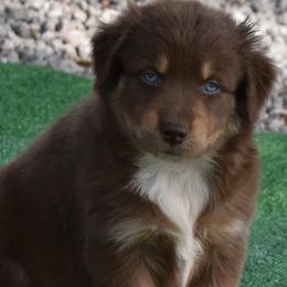 Autumn - Red tri-color female Australian Shepherd puppy in Nowata, Oklahoma from 4Feathers