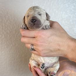 Icee (light blue collar) - Apricot male Goldendoodle puppy in Murrieta, California from Apricot Poodles & Goldendoodles, LLC