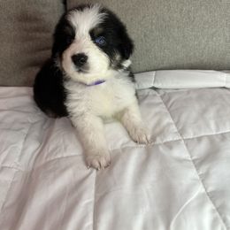Australian Shepherd Puppies from Double R Farm Aussies