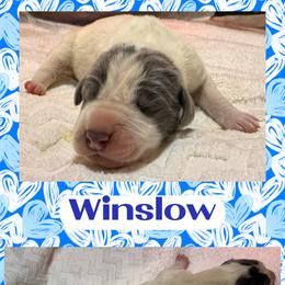 WINSLOW - Blue and white male Great Dane puppy in Wellsville, New York from Prophecy Danes