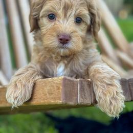 Girl 5 - female Golden Mountain Doodle puppy in Twin Falls, Idaho from Magic Valley Family Doodles
