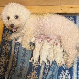 New Liter - White female Bichon Frise puppy in Bay Saint Louis, Mississippi from Laurent’s Bichon Frise Puppies