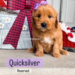Quicksilver - Red  female Goldendoodle puppy in West Haven, Utah from Split Mountain Doodles