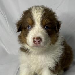 Hank - Red tri-color Australian Shepherd puppy in Quinlan, Texas from Murphy Ranch Australian Shepherds