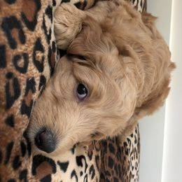 Goldendoodle Puppies from Dapper Doodles of Tennessee