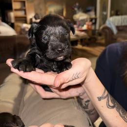 Girl 4 - Black female Miniature Schnauzer puppy in Dunlap, Tennessee from Beards of Glory
