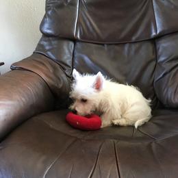 West Highland White Terrier puppies from Peggy’s Terriers