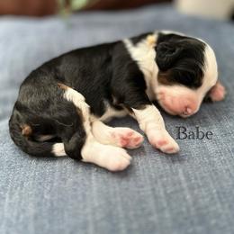 Babe - Tri-color male Bernedoodle puppy in Waco, Texas from Blessings Pups Doodles