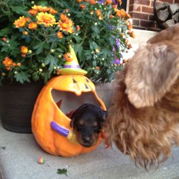 Airedale Terrier and Boxer Puppies from Roc Haven Airedales & Boxers