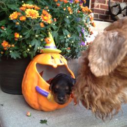 Airedale Terrier and Boxer Puppies from Roc Haven Airedales & Boxers