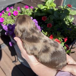 Boy 1 - Dapple male Dachshund puppy in Gouverneur, New York from Dack Dachshunds