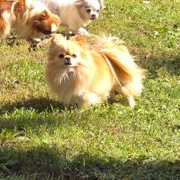 Chicken Nugget - Fawn male Chihuahua puppy in Xenia, Ohio from Moose Creek Chihuahua's