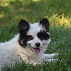 Nenets Herding Laika Puppies from Laika Fox nenets