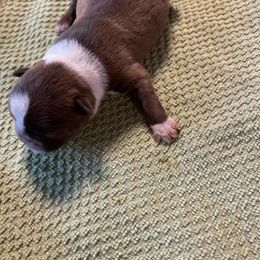 Girl 2 - Brindle and white female Boston Terrier puppy in Tenmile, Oregon from High Plains French Bulldogs,Boston Terriers and Frenchtons.