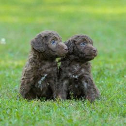 Aussiedoodle Puppies from Amos and Oak Doodles