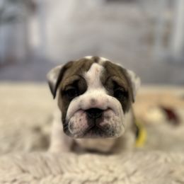 Bulldog Puppies from Sweet Rolls