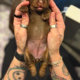 Goose - Chocolate and tan female Dachshund puppy in Tracy, California from JnA Dachshunds