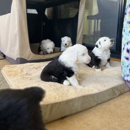 Old English Sheepdog Puppies from Walnut Ridge Farms OES