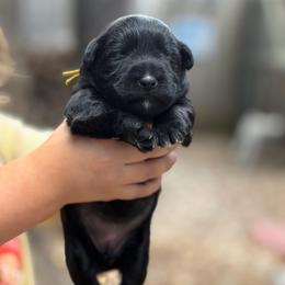Yellow Collar Female - Black female Miniature Schnauzer puppy in Brownwood, Texas from Texas Dreams Mini Schnauzers