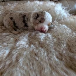 Cooper - Red merle male Aussiedoodle puppy in Apache Junction, Arizona from Loving Doodle