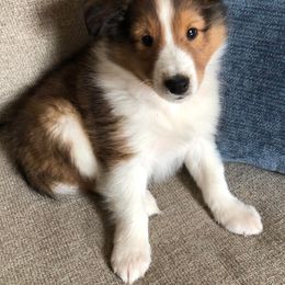Shetland Sheepdog Puppies from Southern Shelties