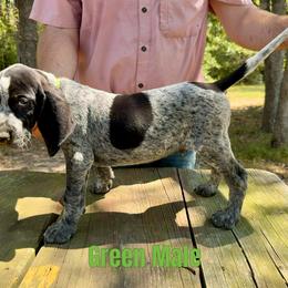 Bluetick Coonhound Puppies from RE Hounds