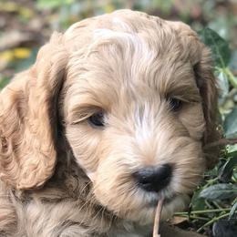 Cali - Australian Labradoodle