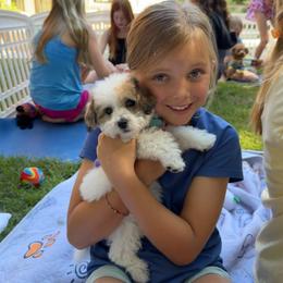 BETTY - Parti female Maltipoo puppy in Sugar Land, Texas from Celebrity Maltipoos
