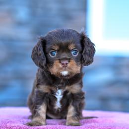 Behr - Chocolate male Cavalier King Charles Spaniel puppy in Sugarcreek, Ohio from Chocolate Cavalier