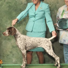 German Shorthaired Pointers from Summertime GSP's