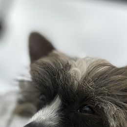 Jushae's Southern Charm  (We affectionately call him JR because he has markings and a personality like his daddy) - Sable male Chinese Crested puppy in Anniston, Alabama from Jushae Kennel