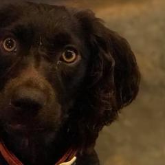 Rowe - Boykin Spaniel