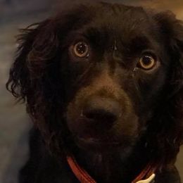 Rowe - Boykin Spaniel