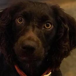 Rowe - Boykin Spaniel