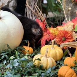 Pembroke Welsh Corgi Puppies from A&A’s Adorable Corgis