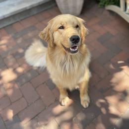 Rayna - Golden Retriever