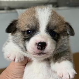 Lucas Algiz Gebo - Fawn male Pembroke Welsh Corgi puppy in Hallandalle, Florida from Algiz Gebo