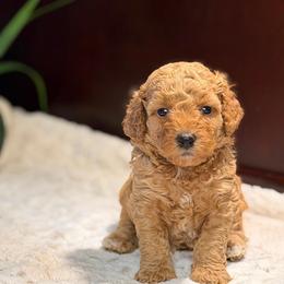 Lucas - Red  male Poodle puppy in Davie, Florida from Dave Poodles