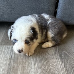 Jovi - Blue merle female Australian Shepherd puppy in Ellensburg, Washington from Creekside Aussies