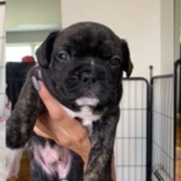 French Bulldogs from Zanas French Bulldogs