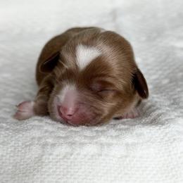 Green - Red male Australian Labradoodle puppy in Auburn, Washington from West Valley Labradoodles