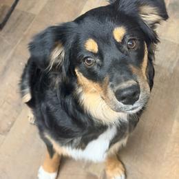 Keeva,  aka Busy Bone - Black tri-color female Australian Shepherd puppy in Ulm, Montana from W Heart Bar Aussies