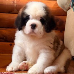 White Collar - Brown and white female Saint Bernard puppy in New York from Johnson Farms
