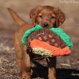 Eve's Yellow Boy - Dark golden male Golden Retriever puppy in Idaho Falls, Idaho from Once Upon A Dream Kennels