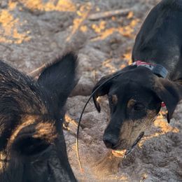 Catahoula Leopard Dogs from 7Sins catahoulas