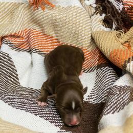 Raven - Red tri female Miniature Australian Shepherd puppy in Enoch, Utah from Twisted H Aussies